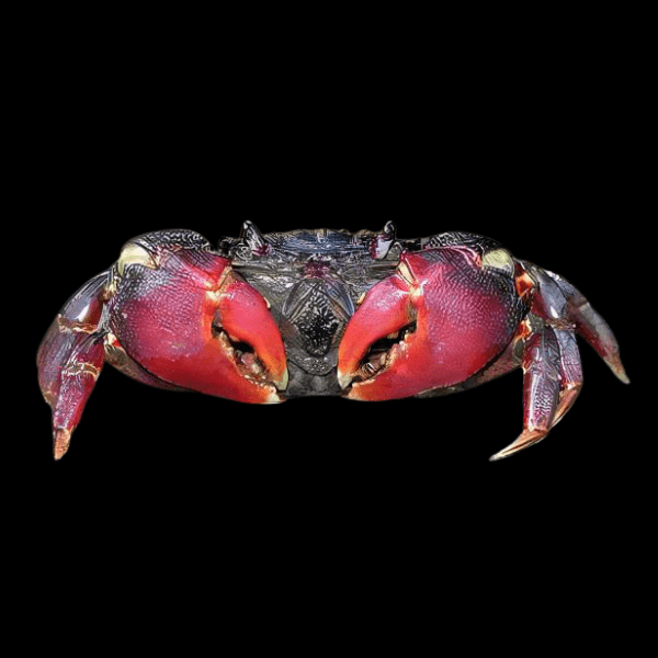 Red Spider Sumo Crab Neosarmatium Smithi 6cm - Real Aquatics
