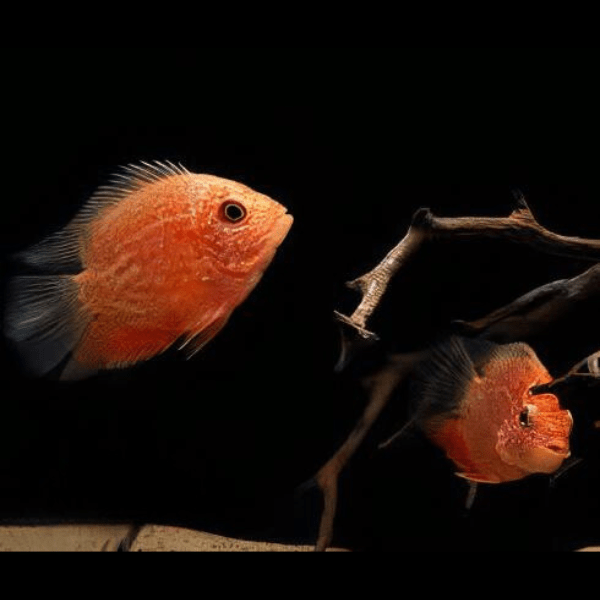 Assorted Severum Cichlid Heros Sp 5cm - Real Aquatics