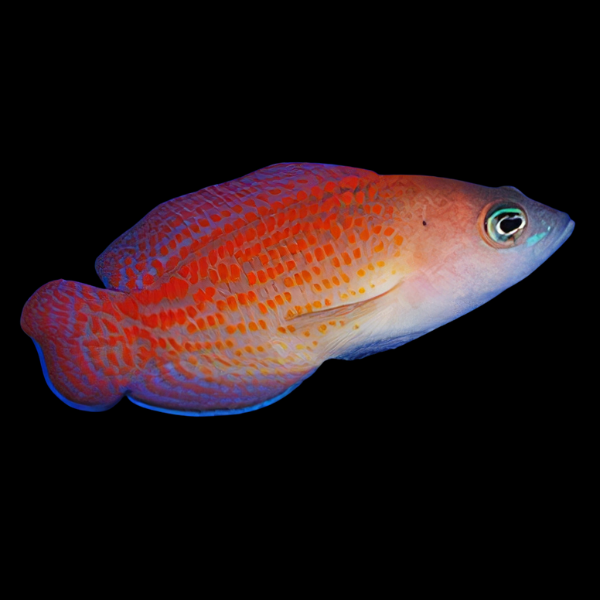Red Spotted Pygmy Basslet Pholidochromis Cerasina - Real Aquatics