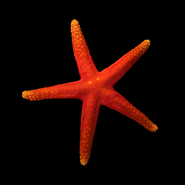 Red Starfish Spotted Fromia Milleporella - Real Aquatics