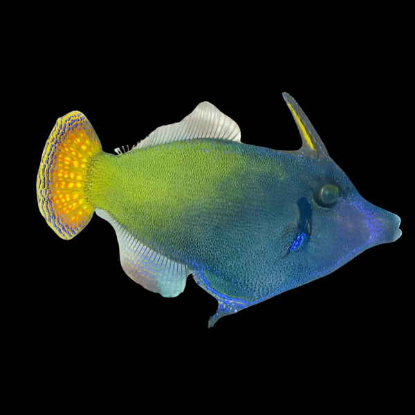 Red Tail File Fish Pervagor Janthinosoma - Real Aquatics