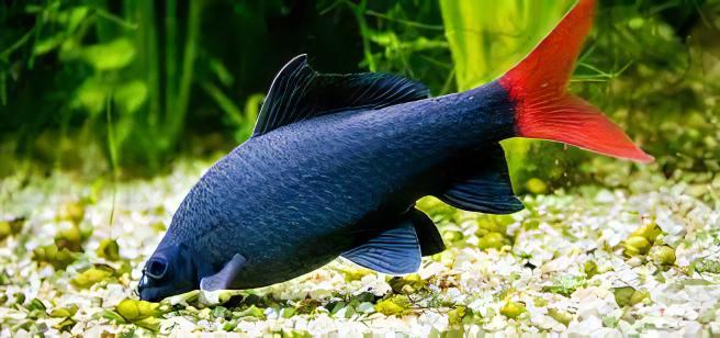 Red Tailed Black Shark Labeo Bicolor 5cm - Real Aquatics