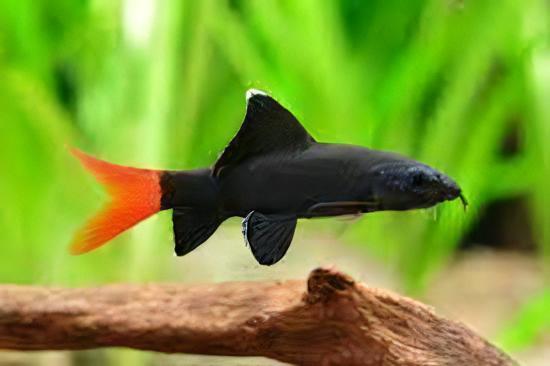 Red Tailed Black Shark Labeo Bicolor 5cm - Real Aquatics