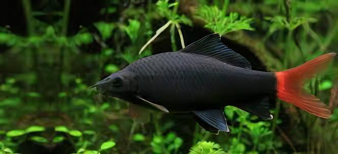 Red Tailed Black Shark Labeo Bicolor 5cm - Real Aquatics