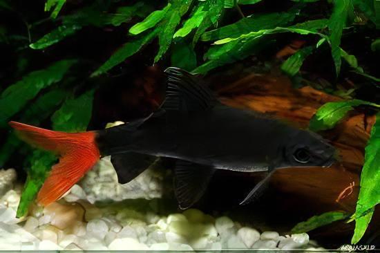 Red Tailed Black Shark Labeo Bicolor 5cm - Real Aquatics