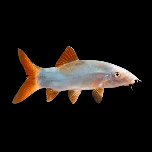 Red Tailed Blue Loach Botia Yasuhikotakia Modesta 5cm - Real Aquatics