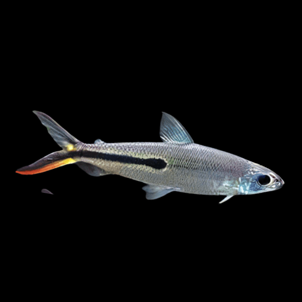 Red Tailed Hemiodus Tetra Hemiodus Gracilis 8cm - Real Aquatics
