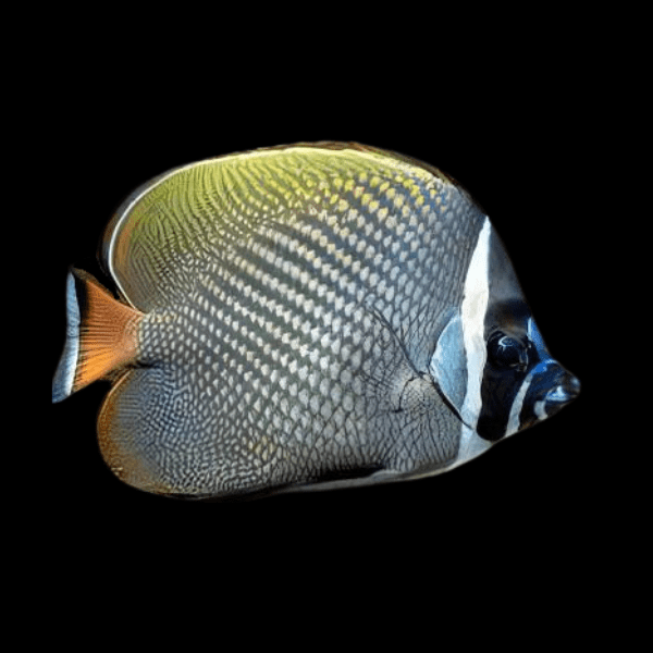 Red Tailed Pakistani Collare Butterfly Fish Chaetodon Collare - Real Aquatics