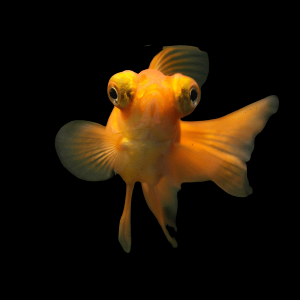 Red Telescope Butterfly Moor Goldfish Carassius Auratus - Real Aquatics