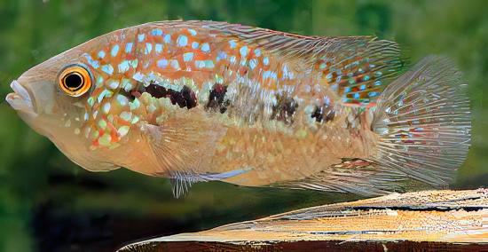 Escondido Red Texas Cichlid Herichthys Cyanoguttatus 10cm - Real Aquatics