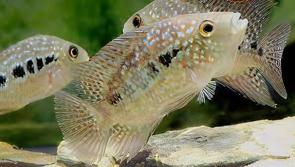 Escondido Red Texas Cichlid Herichthys Cyanoguttatus 10cm - Real Aquatics
