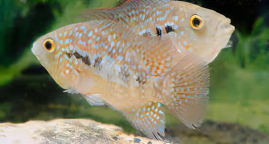 Escondido Red Texas Cichlid Herichthys Cyanoguttatus 10cm - Real Aquatics