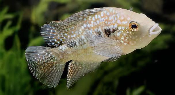 Escondido Red Texas Cichlid Herichthys Cyanoguttatus 10cm - Real Aquatics