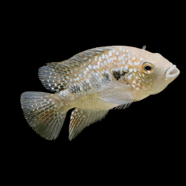 Escondido Red Texas Cichlid Herichthys Cyanoguttatus 10cm - Real Aquatics