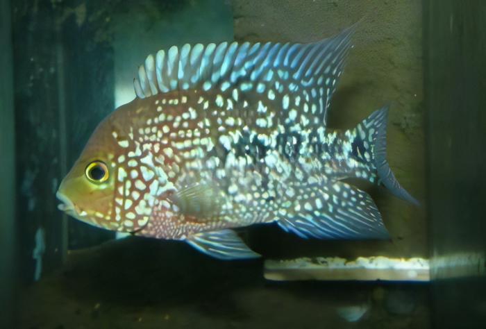 Escondido Red Texas Cichlid Herichthys Cyanoguttatus 10cm - Real Aquatics