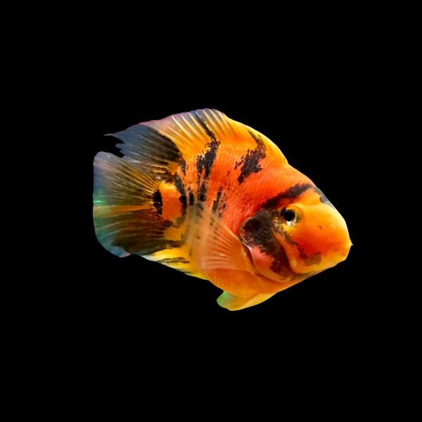 King Kong Red Tiger Parrot Fish Hybrid Amphilophus Citrinellus Vieja melanurus - 10cm - Real Aquatics
