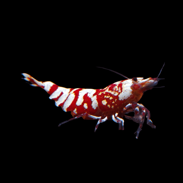 Red Tiger Shrimp Caridina 2cm - Real Aquatics