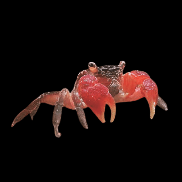 Red Tropical Crab Perisesarma Bidens 3cm - Real Aquatics