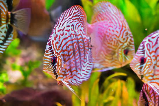 Red Turquoise Discus - Real Aquatics