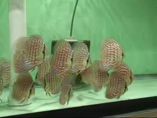 Red Turquoise Discus - Real Aquatics