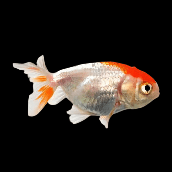 Red & White Lionhead Ranchu Goldfish Carassius Auratus 5cm - Real Aquatics