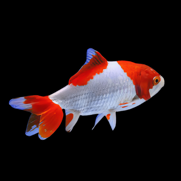 Red and White Wakin Goldfish - Real Aquatics
