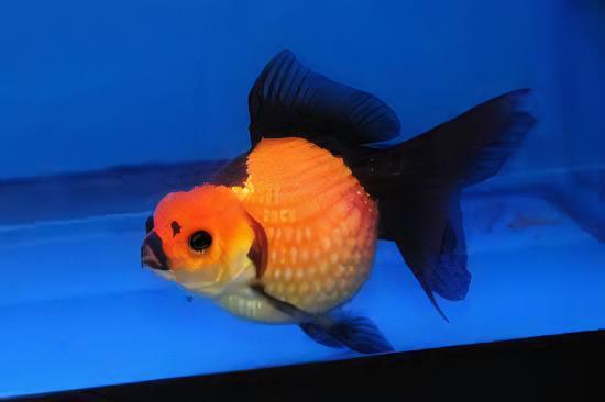 Red and Black Pearlscale Carassius Auratus - Real Aquatics