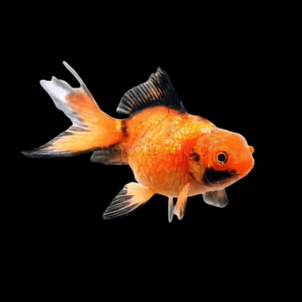 Red and Black Pearlscale Carassius Auratus - Real Aquatics