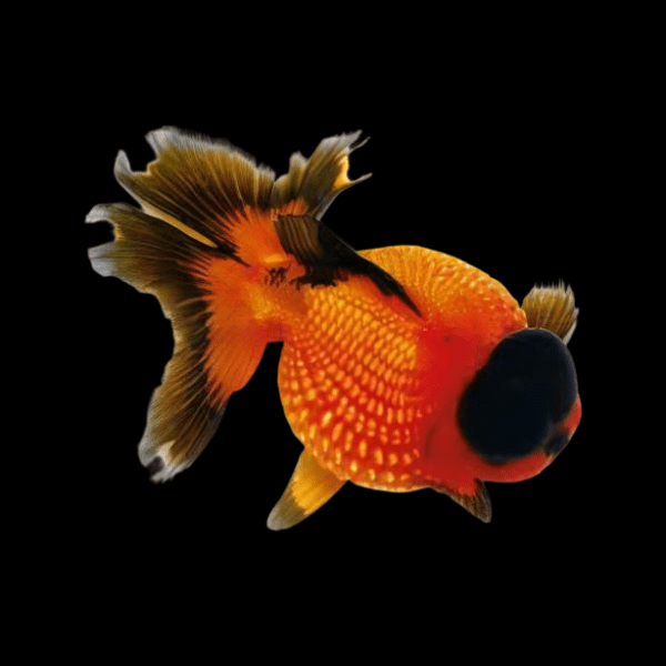 Red and Black Pearlscale Carassius Auratus - Real Aquatics