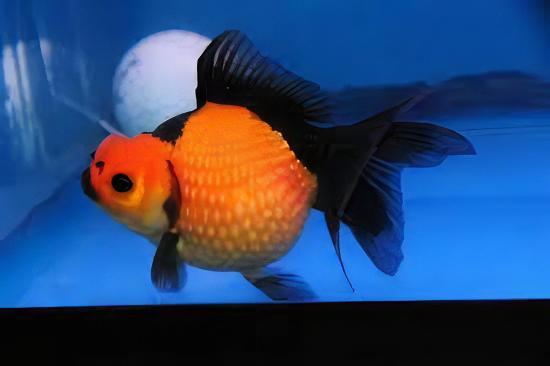 Red and Black Pearlscale Carassius Auratus - Real Aquatics