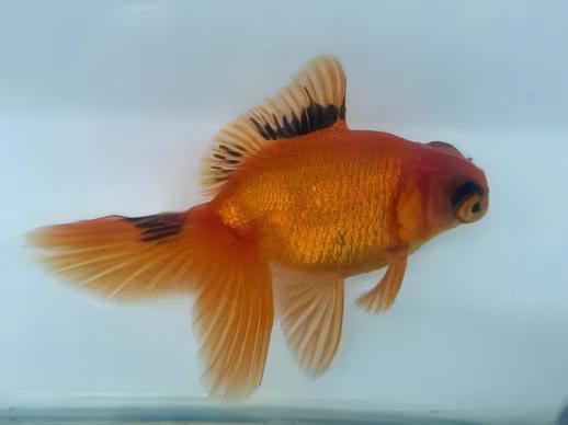 Red and Black Telescope Butterfly Moor Goldfish Carassius Auratus - Real Aquatics