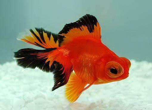 Assorted Telescope Butterfly Moor Goldfish Carassius Auratus