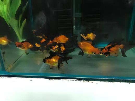Red and Black Telescope Butterfly Moor Goldfish Carassius Auratus - Real Aquatics