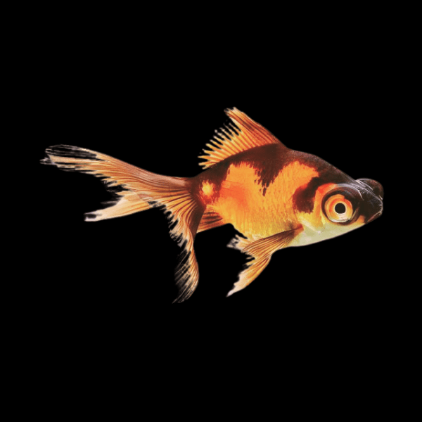Red and Black Telescope Butterfly Moor Goldfish Carassius Auratus - Real Aquatics