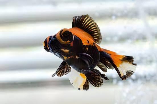 Red and Black Telescope Butterfly Moor Goldfish Carassius Auratus - Real Aquatics