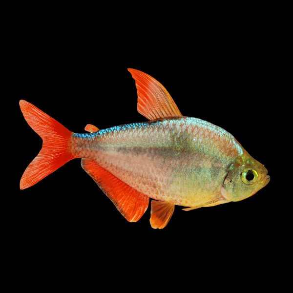 Red and Blue Colombian Tetra Hyphessobrycon Columbianus 2cm - Real Aquatics