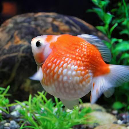 Red and White Pearlscale Carassius Auratus - Real Aquatics