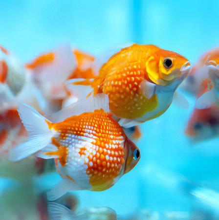 Red and White Pearlscale Carassius Auratus - Real Aquatics