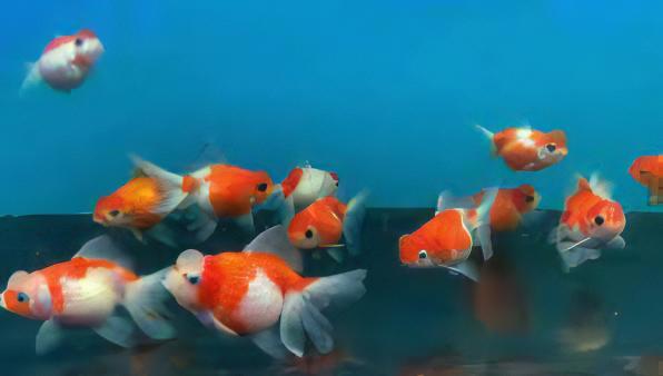 Red and White Pearlscale Carassius Auratus - Real Aquatics