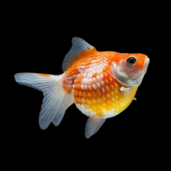 Red and White Pearlscale Carassius Auratus - Real Aquatics