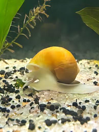 Red and Yellow Snail Pomacea Canaliculata 2cm - Real Aquatics