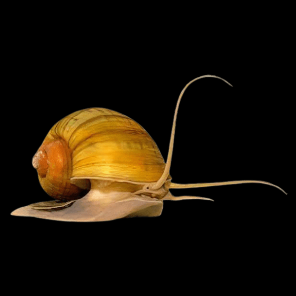 Red and Yellow Snail Pomacea Canaliculata 2cm - Real Aquatics