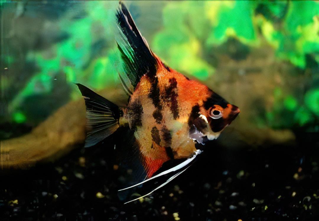 Red Devil Angelfish Pterophyllum Scalare 5cm - Real Aquatics
