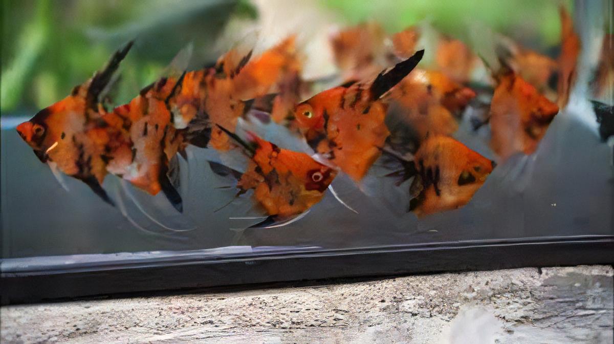 Red Devil Angelfish Pterophyllum Scalare 5cm - Real Aquatics