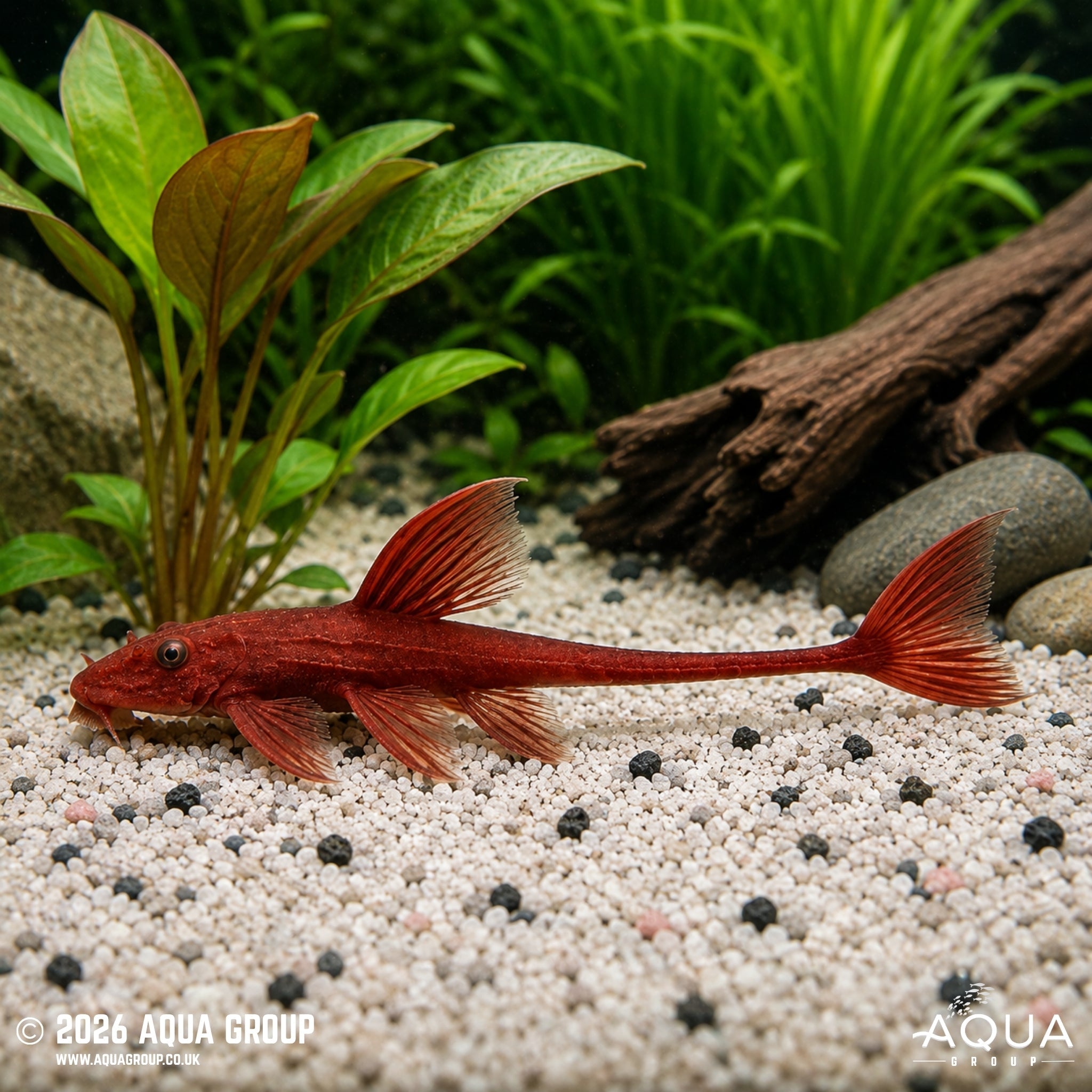 Red Lizard Whiptail Catfish (Rineloricaria sp.)