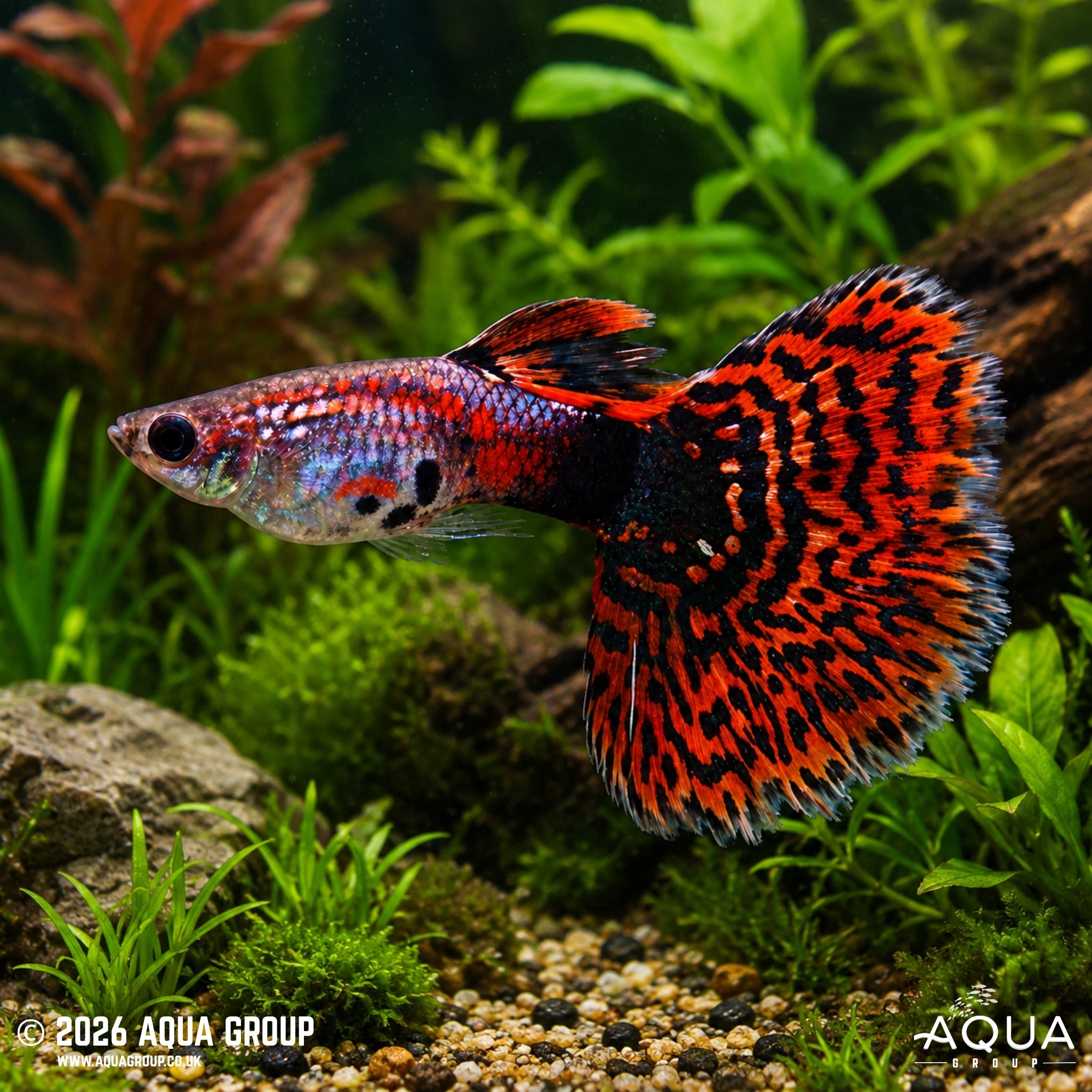 Red Mosaic Guppy (Poecilia reticulata)
