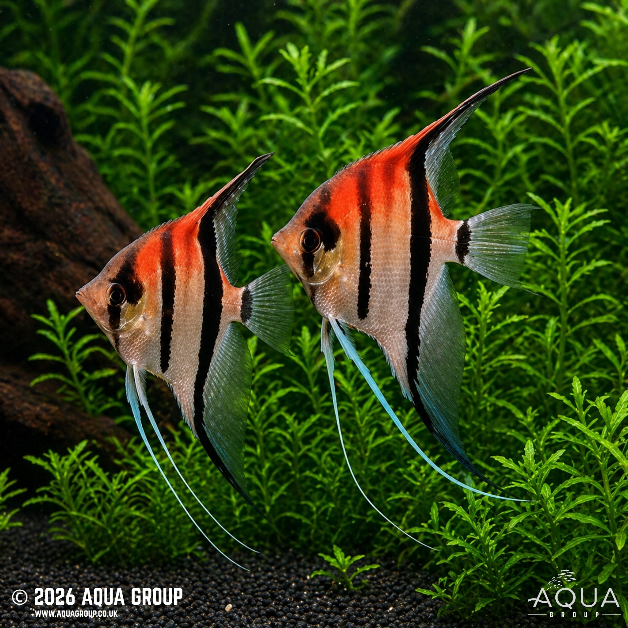 Red Shoulder Manacapuru Angelfish