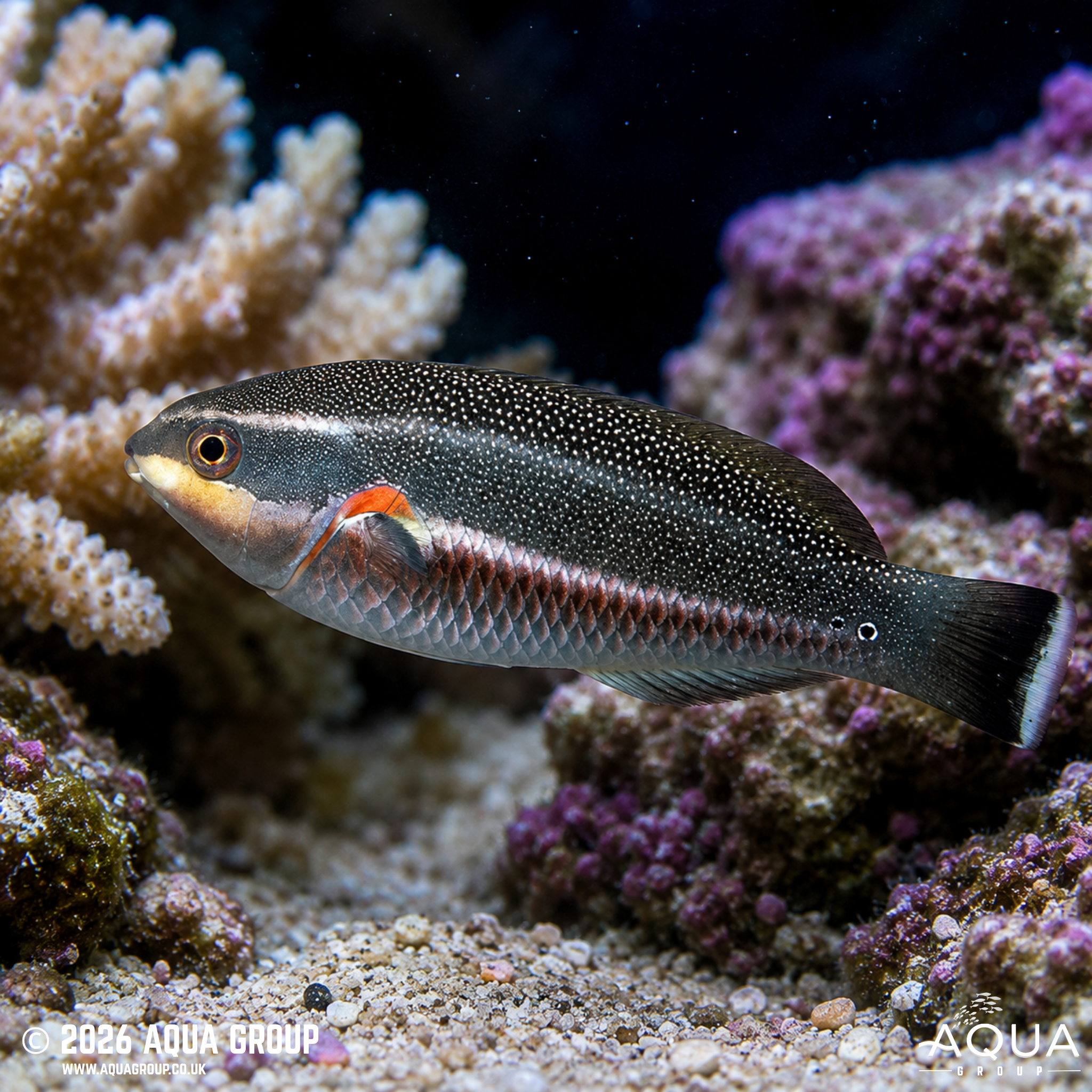 Red Shoulder Wrasse (Stethojulis bandanensis)
