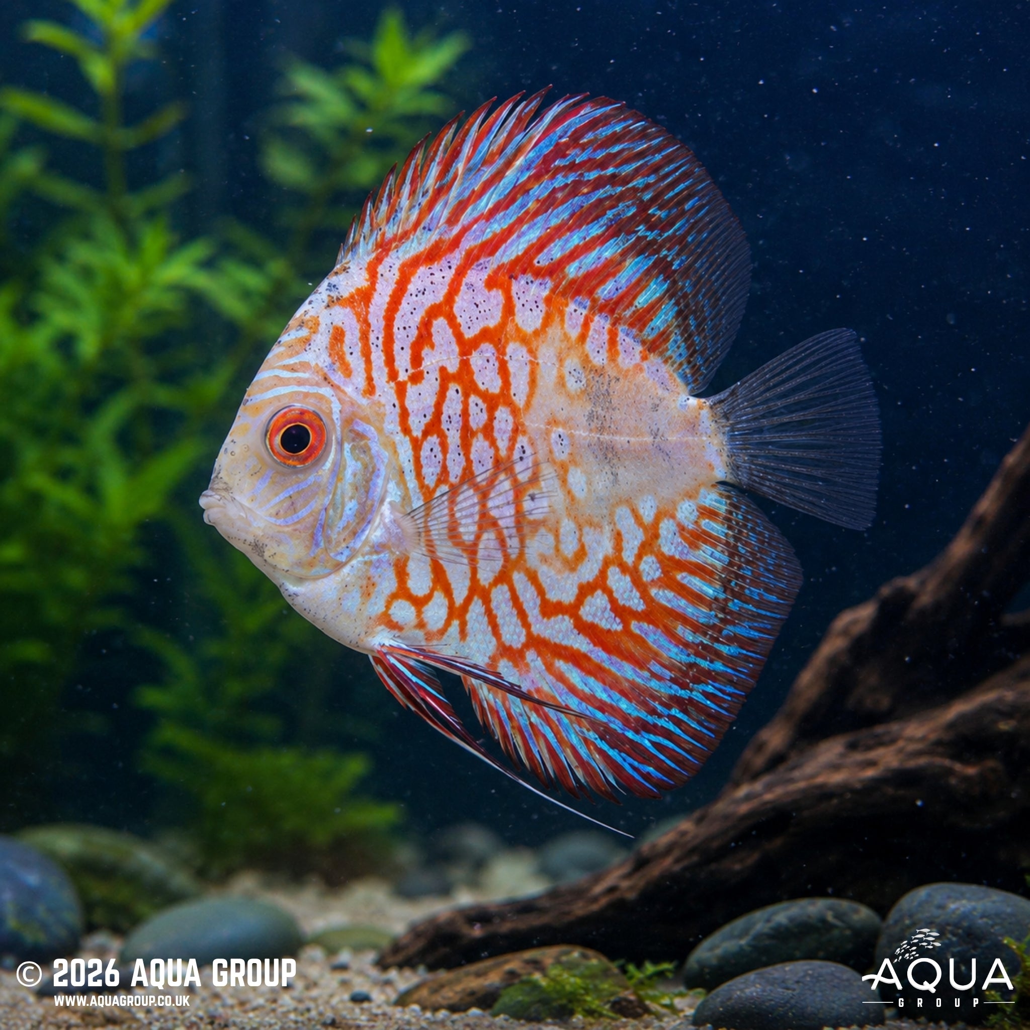 Red Stone Pigeon Blood Discus (Symphysodon discus)