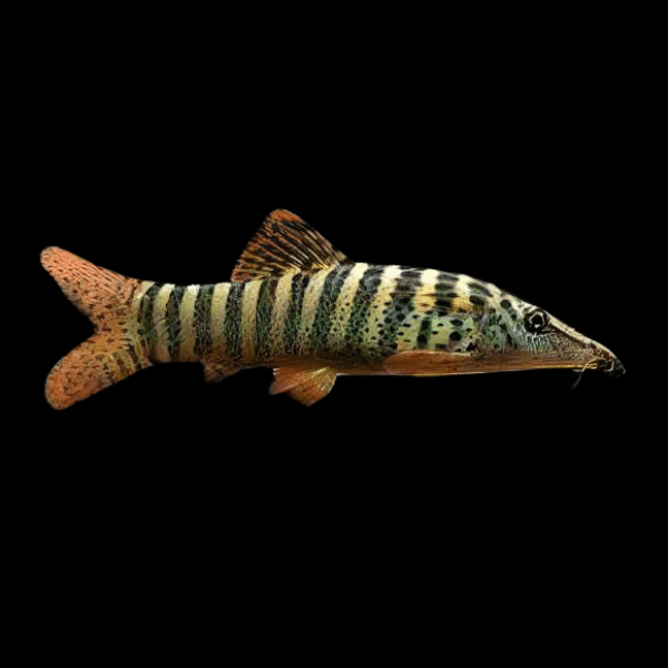 Redfin Tiger Loach Botia Berdmorei 5cm - Real Aquatics